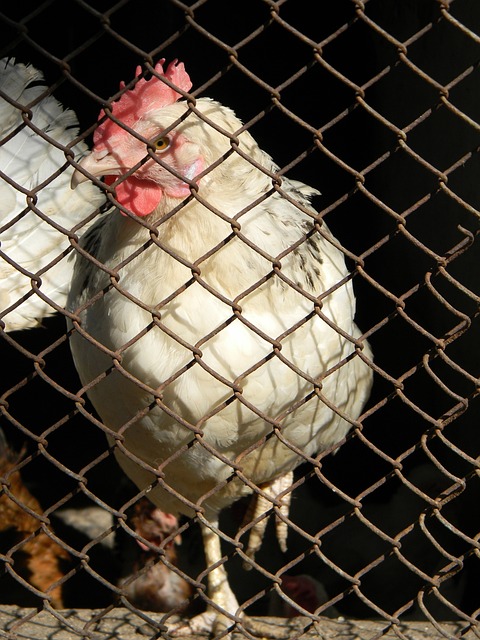 国足一直以 国足一直以