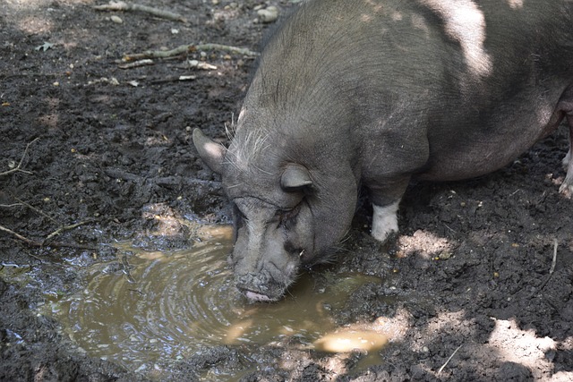 许多篮球评 许多篮球评